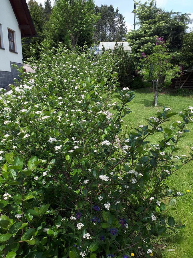 Ferienwohnung Aronia Garten Oberwiesenthal Exterior foto